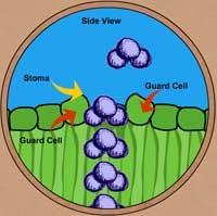 transpiration in plants through stomata