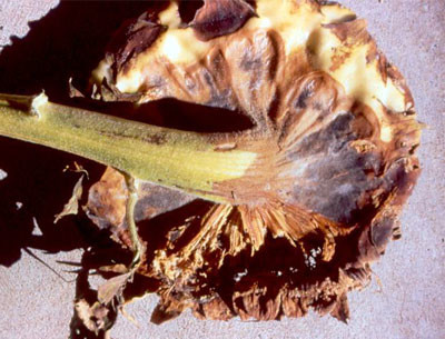 browned flower head with caverns.