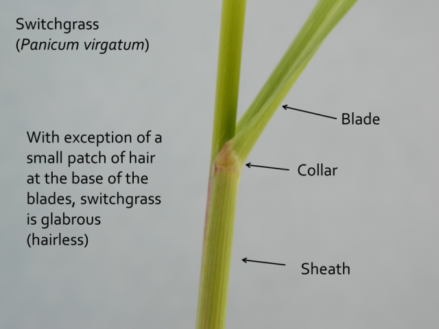 Leaf Structure | Perennial Grass and Development - passel