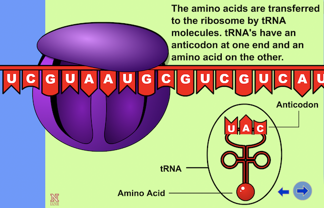 Translation Reading The Code To Make Proteins Gene Expression Part 1 Reading Genes To Make Proteins Passel