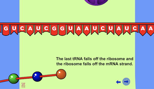 the-end-of-translation-stop-codons-looking-for-something-they-cannot