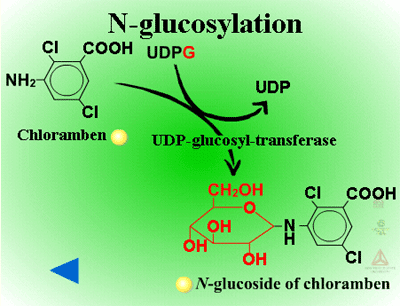 glutathione conjugation phase 2 Glutathione: What It Is, Why You Need It, How You Can Increase It – The  Amino Company main image 1