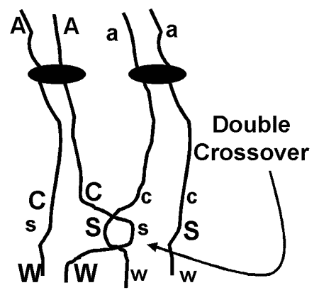 Three Point Test Cross: Multiple Point Gene Mapping