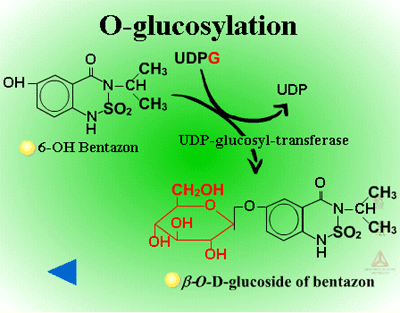 Phase II - Sugar Conjugation | Metabolism of Herbicides or Xenobiotics in  Plants