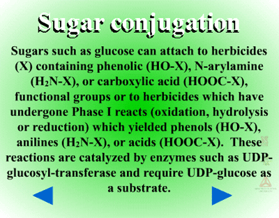glutathione shake Phase II - Sugar Conjugation | Metabolism of Herbicides or Xenobiotics in  Plants