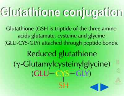 is glutathione an amino acid Phase II - Glutathione Conjugation | Metabolism of Herbicides or  Xenobiotics in Plants