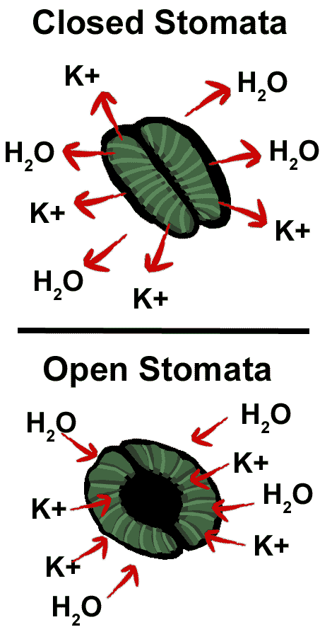 diagrama de estomas abiertos y cerrados