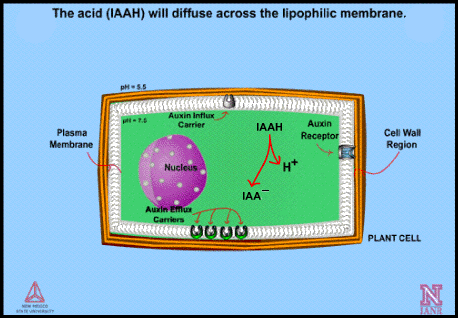 Advanced Level | Auxin and Auxinic Herbicide Mechanism(s) of Action - Part  1 - Introduction - passel