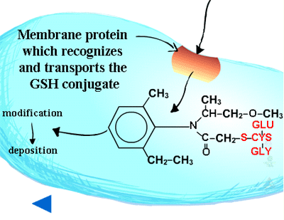 paraxanthine increases catalase glutathione enhances memory and neuroplasticity more than caffeine in rats | Experimental Brain Research The paraxanthine and caffeine concentrations