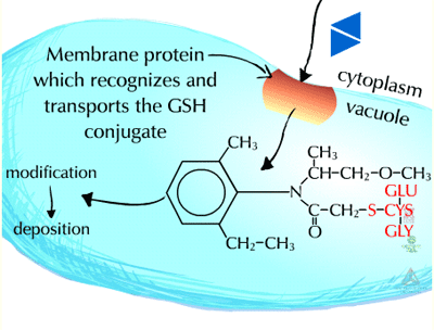 Phase III | Metabolism of Herbicides or Xenobiotics in Plants - passel
