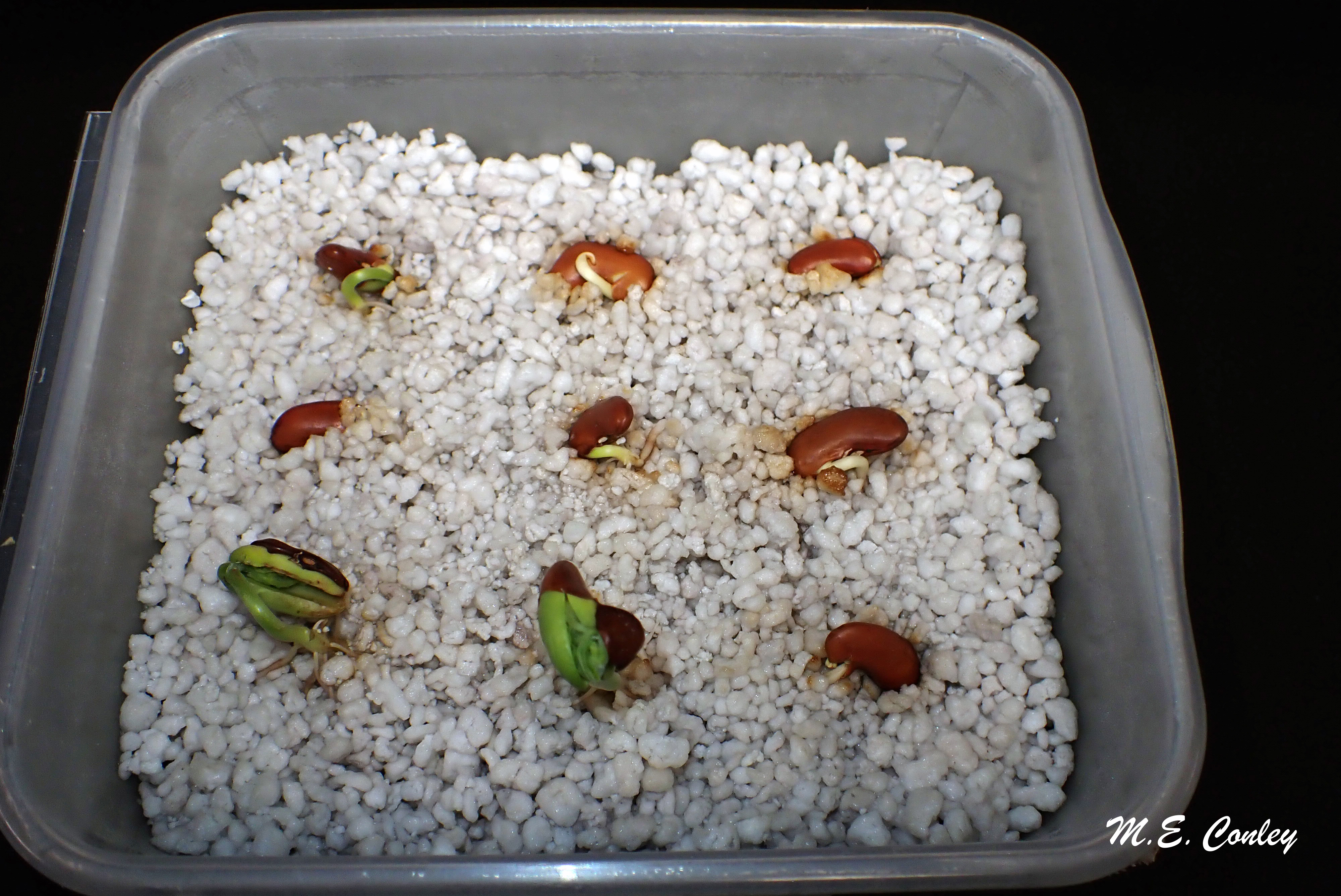 germination of a bean seed timeline