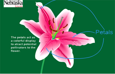 Flower Anatomy, Parts of a Flower