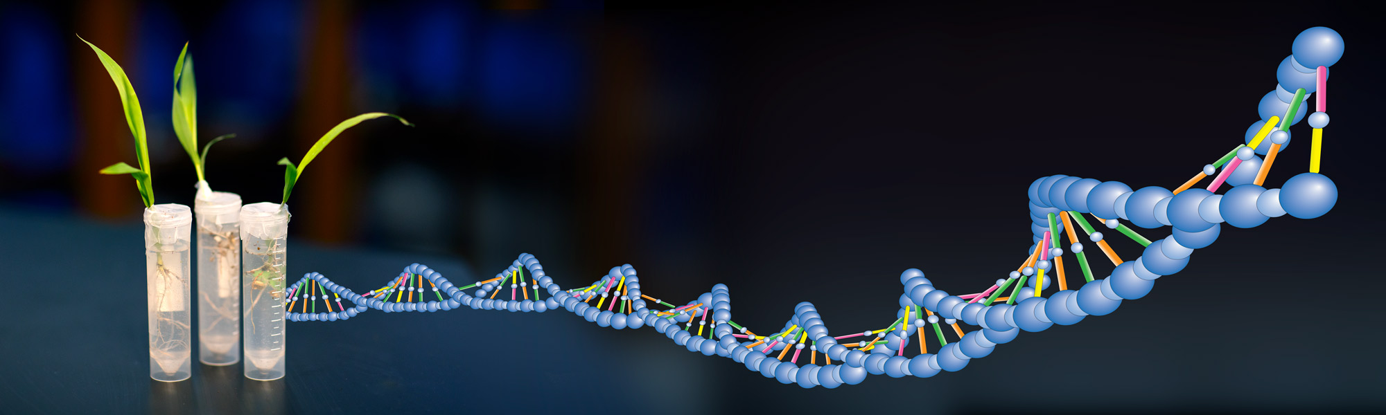 Three Point Test Cross: Multiple Point Gene Mapping