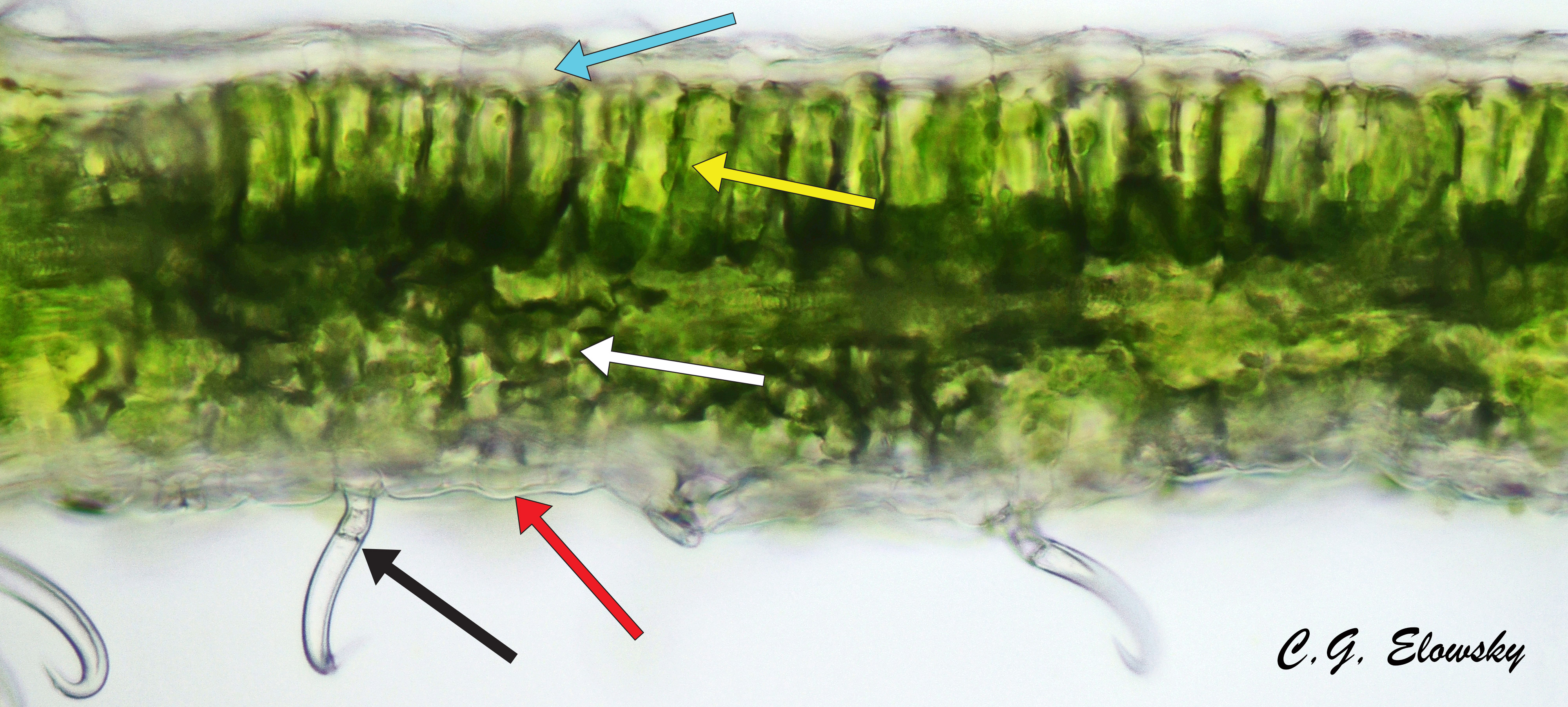 Spongy Mesophyll Slide