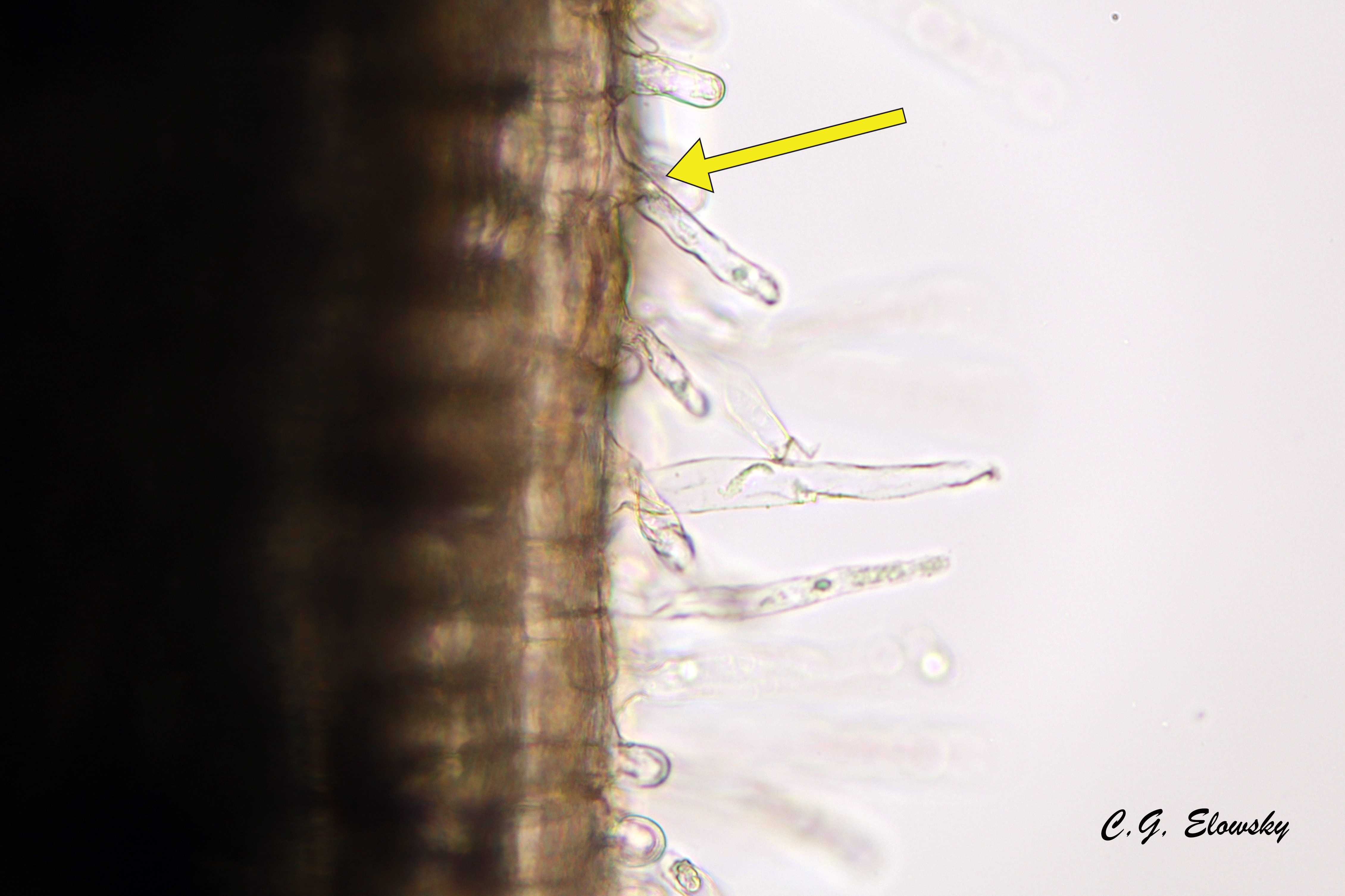 Root Hair Cell Microscope 