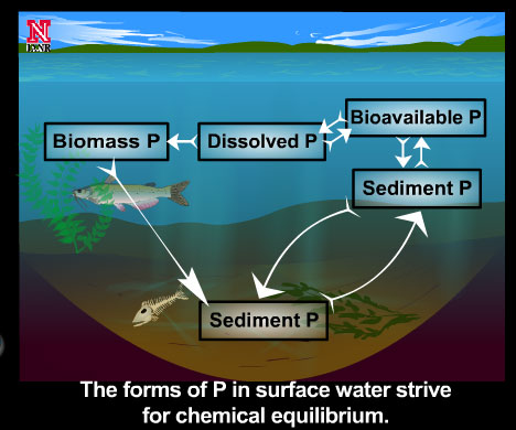 Phosphorus Cycle In Water Stacked Practices: The Key To Phosphorus