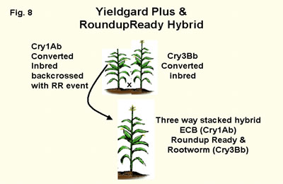 Stacking up the traits; The role of plant breeding and field testing | The  New Bts - passel