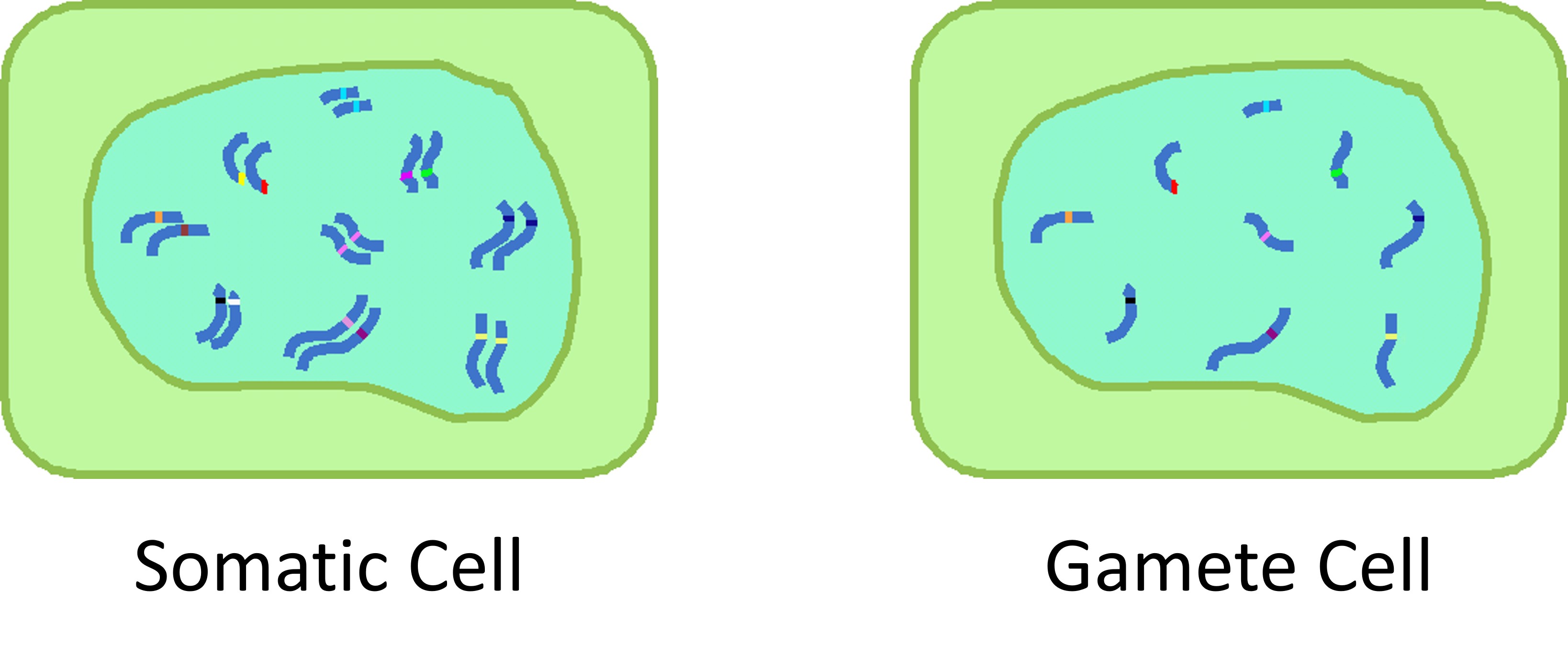 Concept 1: Sexually reproducing organisms make sex cells or gametes | Just  the facts - passel