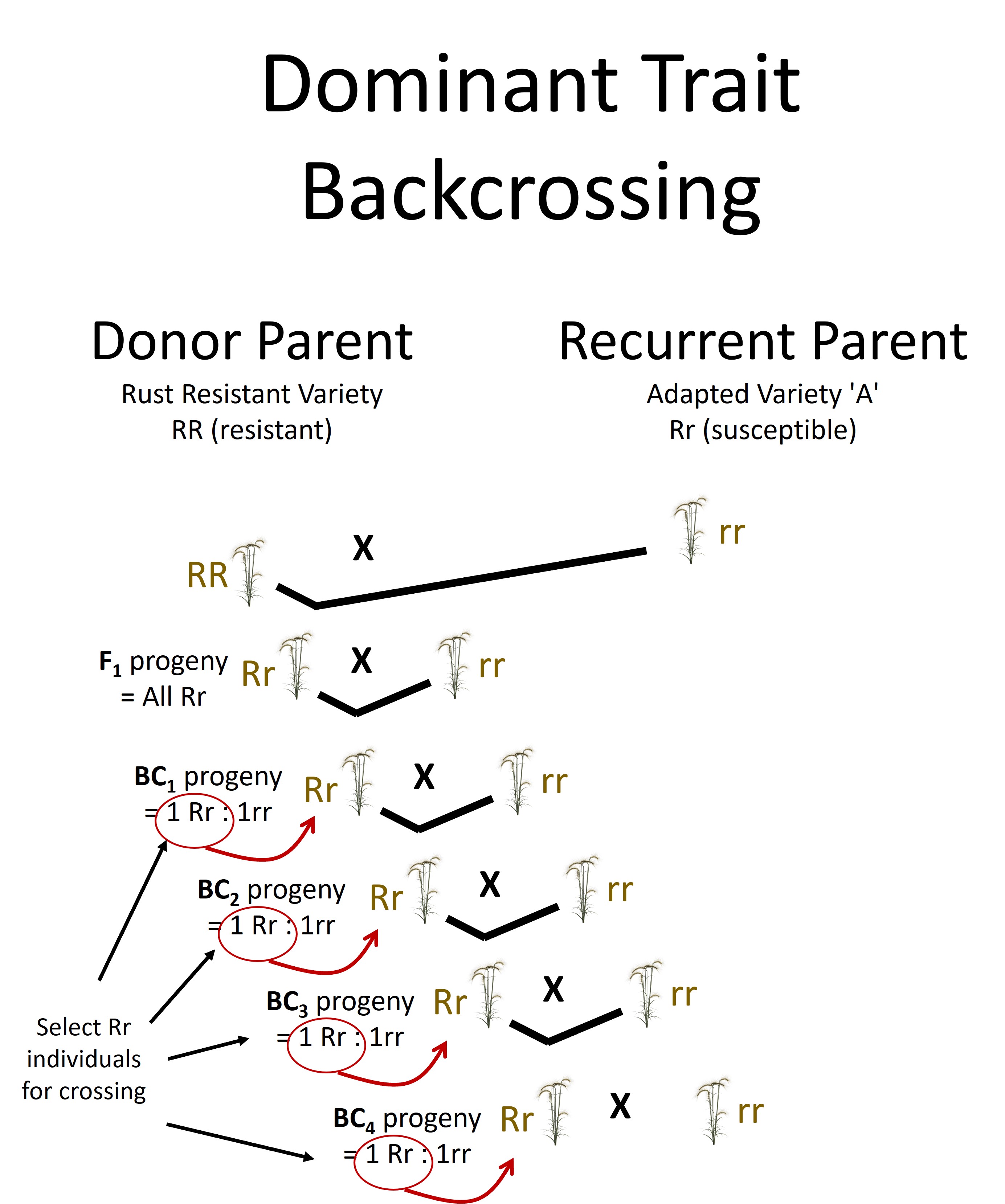 Introduction to Backcross Breeding | Advanced Backcross Breeding - passel