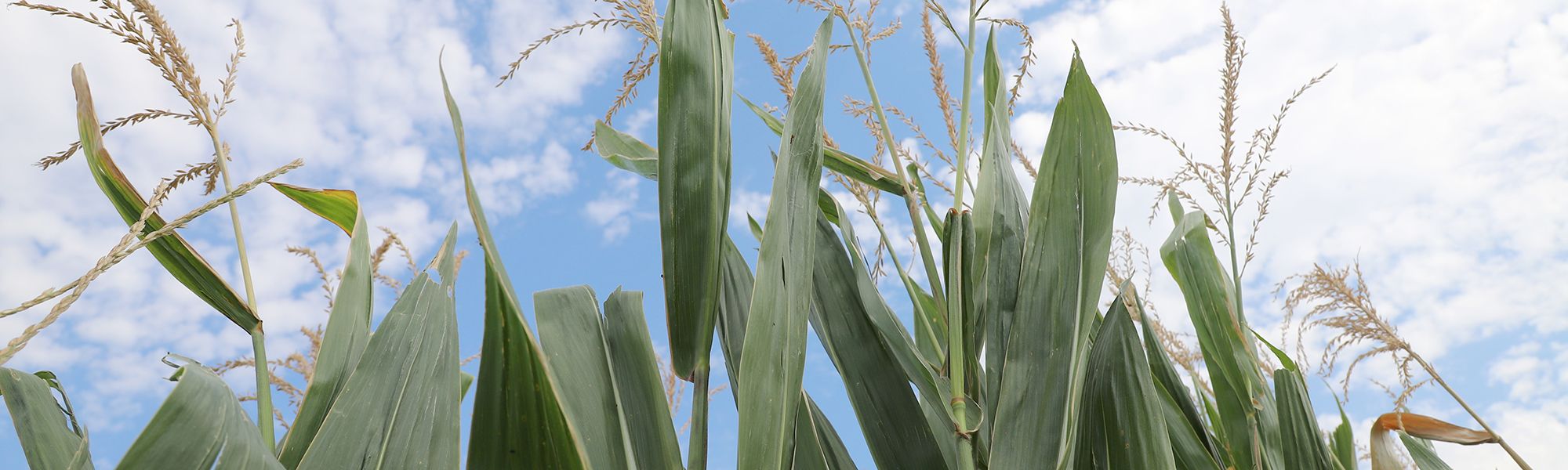 Corn Crops Banner