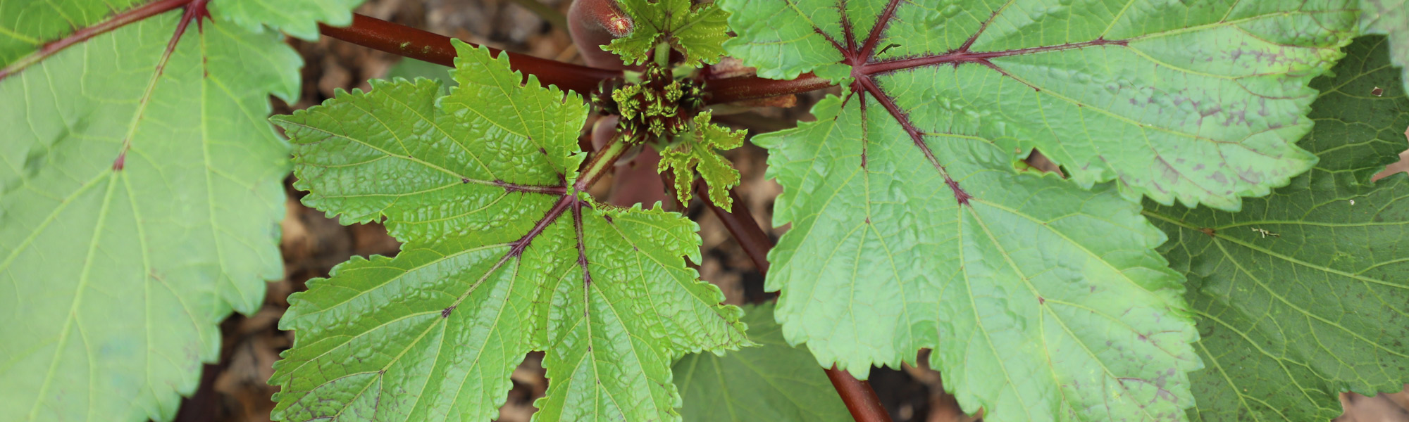 Plant Growth Green Leaves