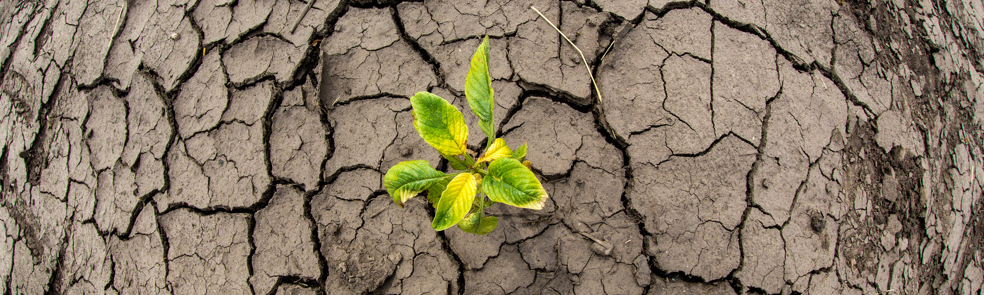 cracked soil with nutrient deficient plant