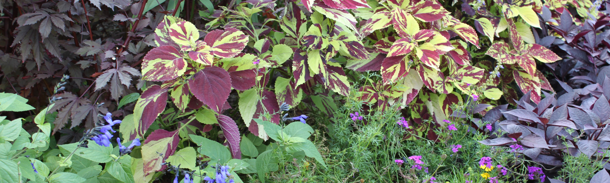 Plant Growth Coleus