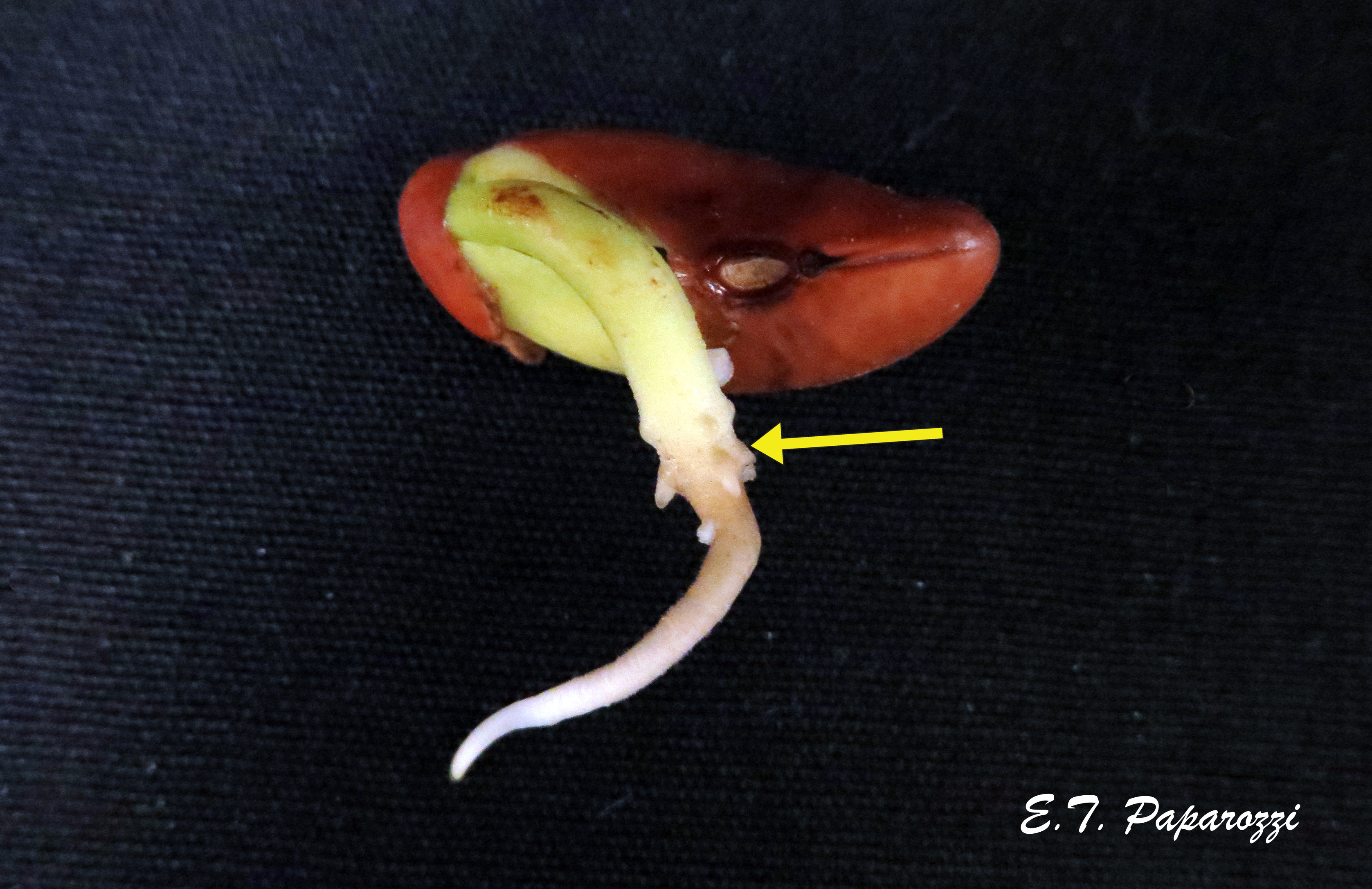 germination of a bean seed timeline