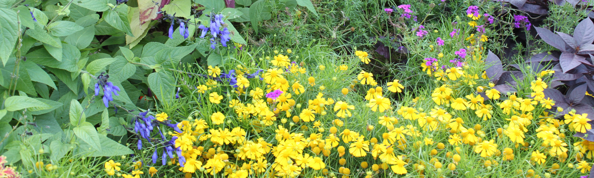 Plant Growth Floral