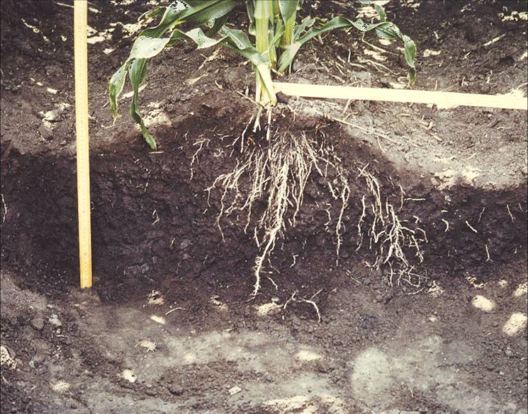 buy wormwood plant Wormwood – Rhythm Seed Farm