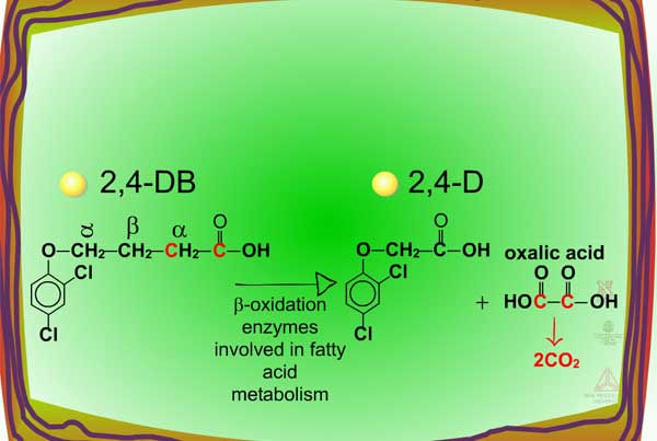 herbicide safeners and glutathione metabolism Field Considerations | of Herbicides or Xenobiotics in Plants Size:90 Count كريم لتفتيح الوجه Tony Clifford - We