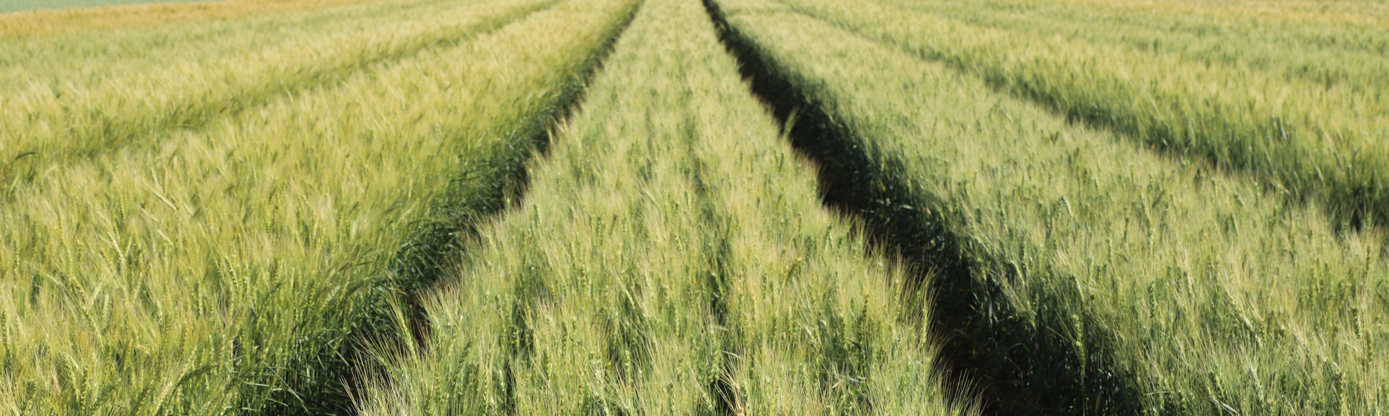 Genetics-wheat Banner