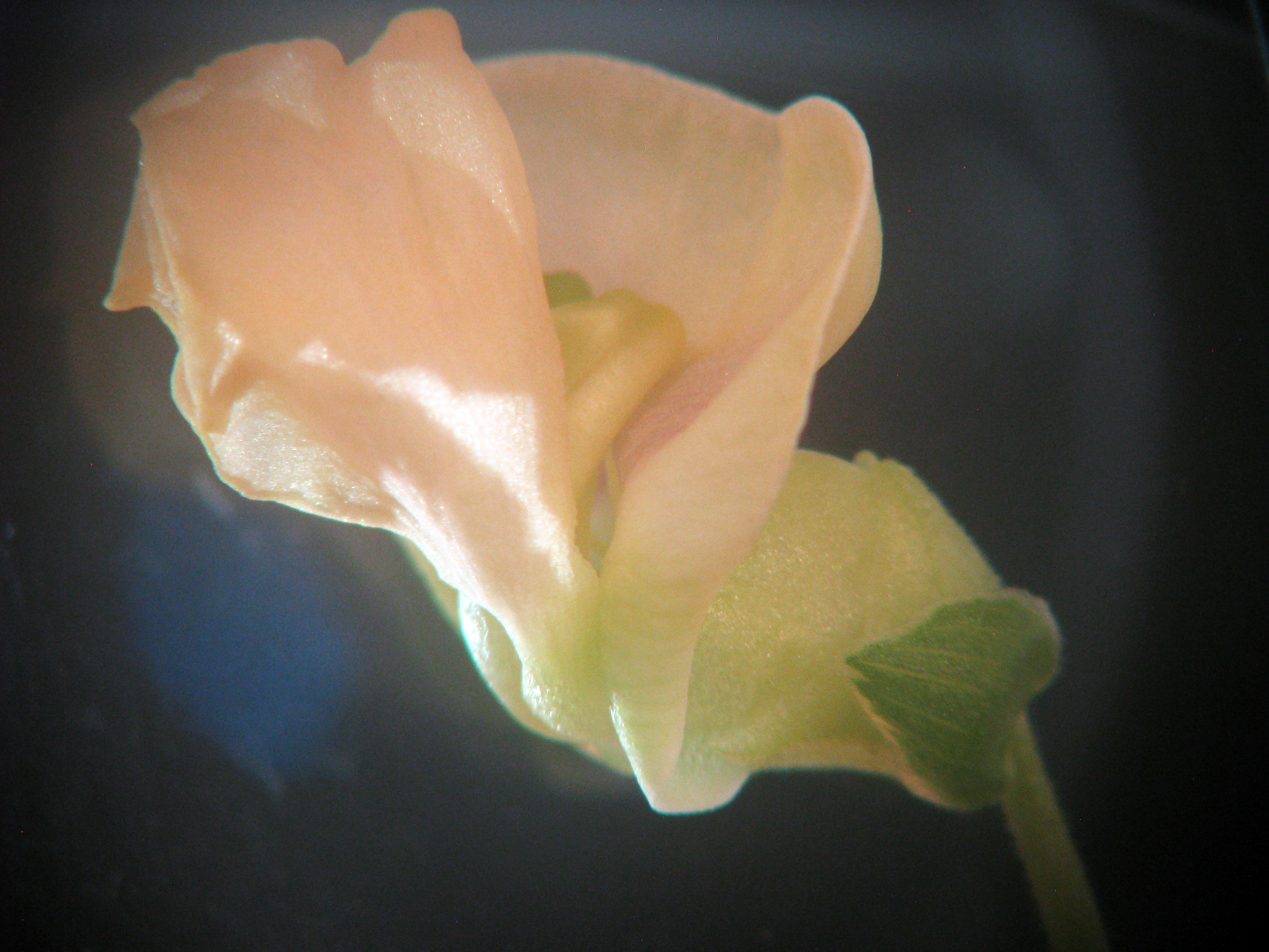 The cover page shows a red kidney bean plant blossom.