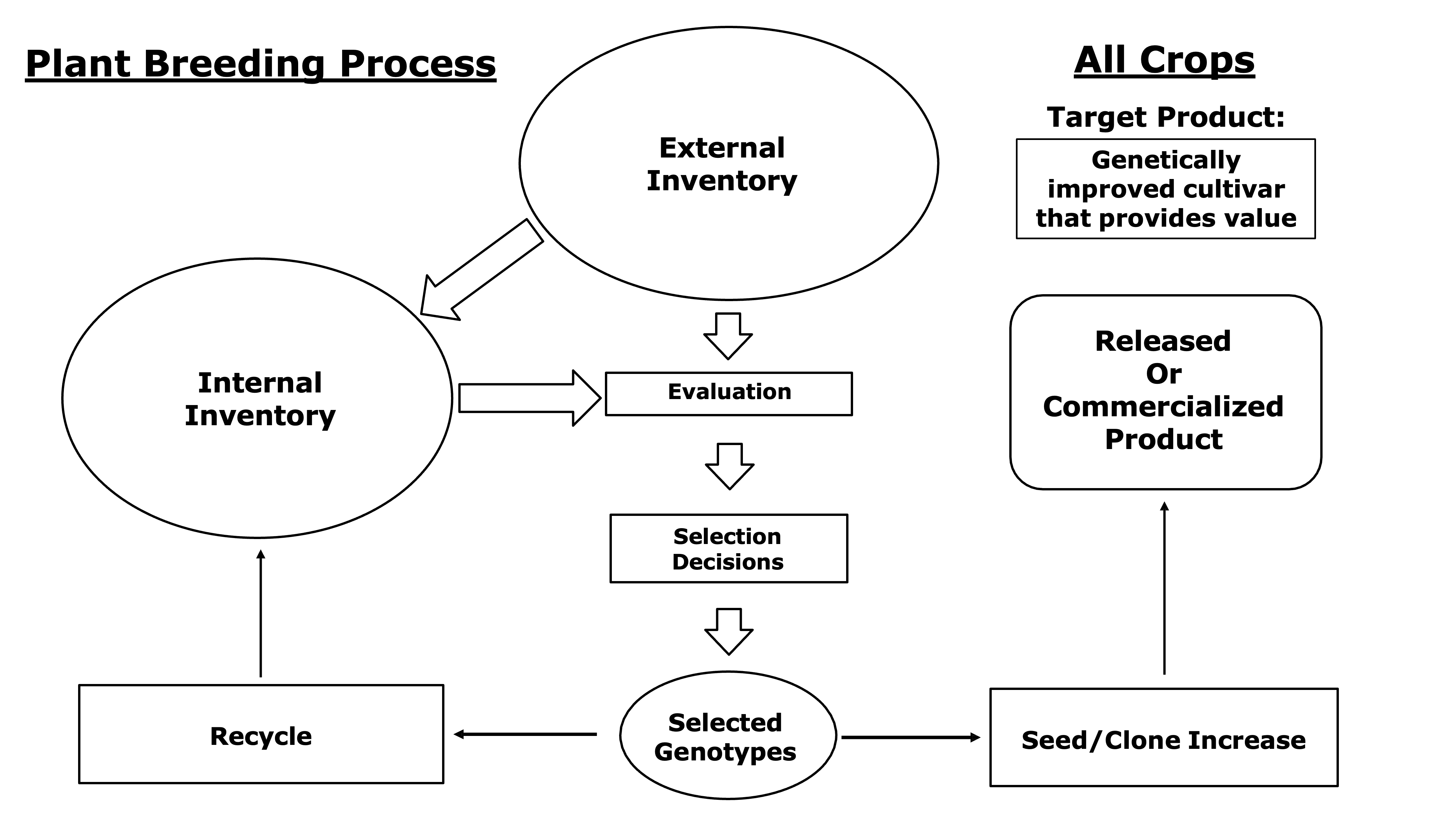 plant-breeding-process-high-throughput-phenotyping-in-plant-breeding