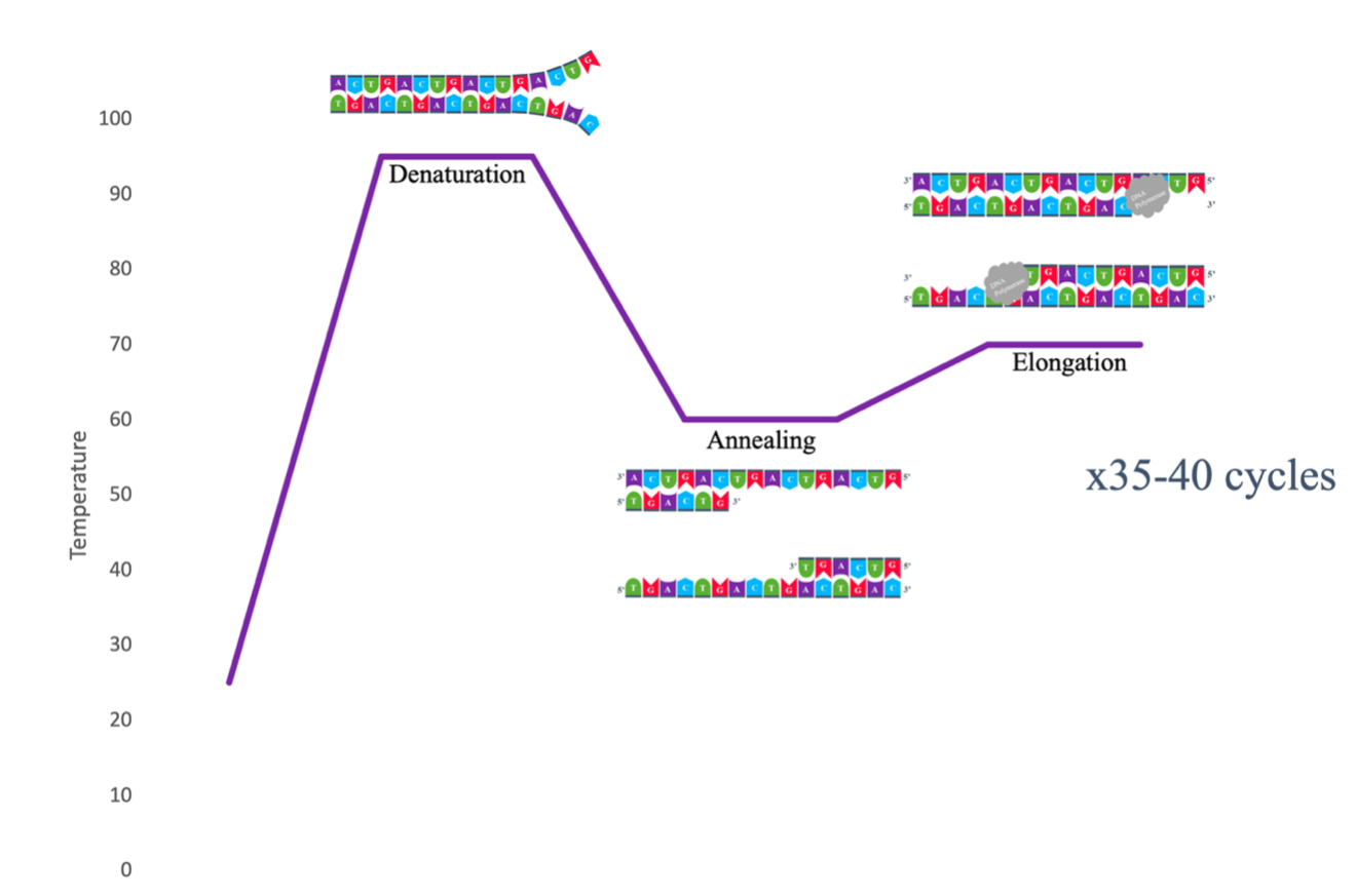 Three Temperature Cycles Polymerase Chain Reaction PCR passel