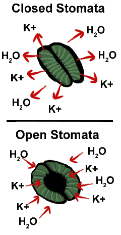 transpiration in plants through stomata