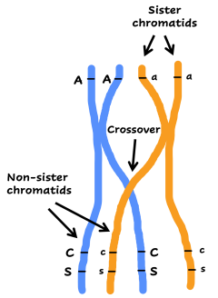 Crossing Over | Linkage - Part 1 - Biology and Mathematics of Linked ...