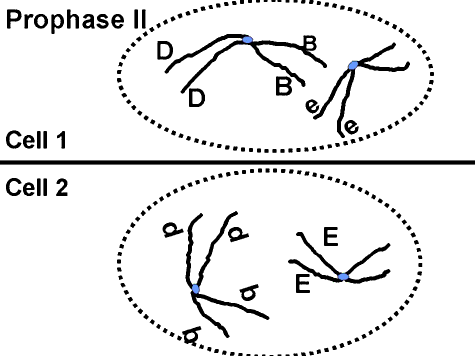 prophase definition