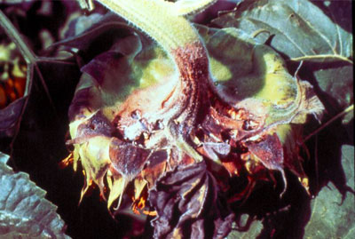 african violet treating botrytis blight