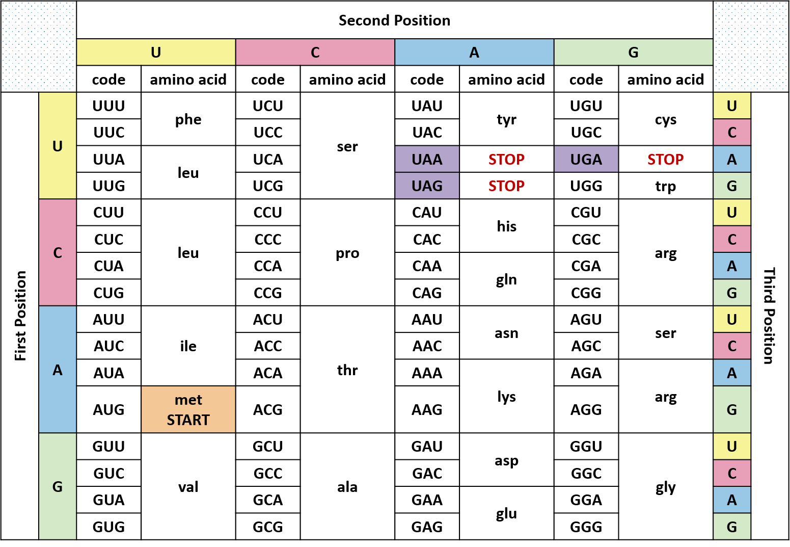 mrna start codon