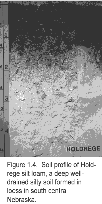 Soil profile of Holdrege silt loam, a deep well-drained silty soil formed in loess in south central Nebraska.
