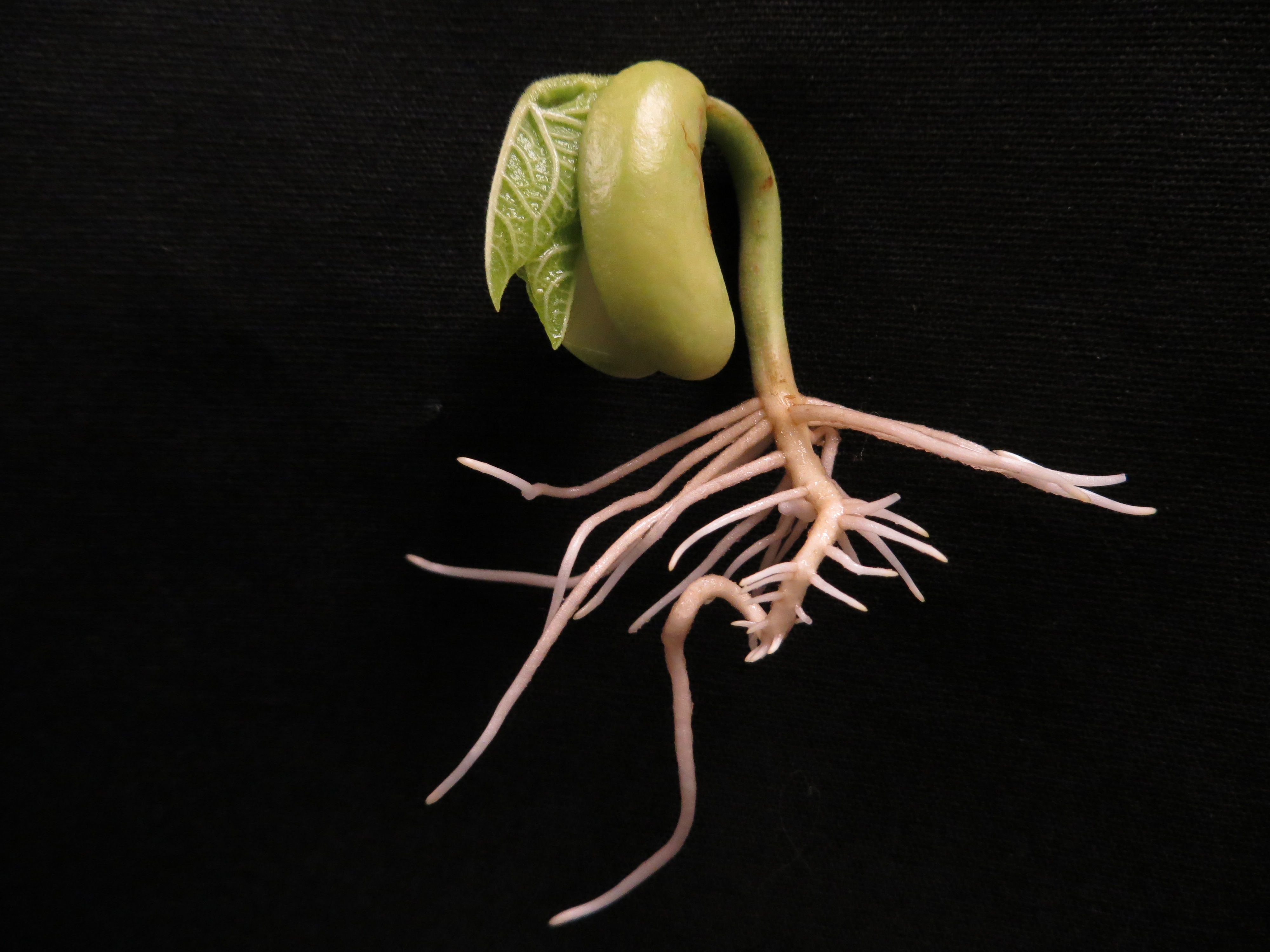 A young bean plant removed from the perlite growinng medium, showing the full plant including roots.  Credit: E.T. Paparozzi.
