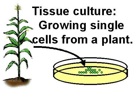How is Tissue Culture Done? | Transformation 1 - Plant Tissue Culture -  passel