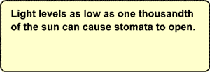Light levels as low as one thousandth of the sun can cause stomata to open.
