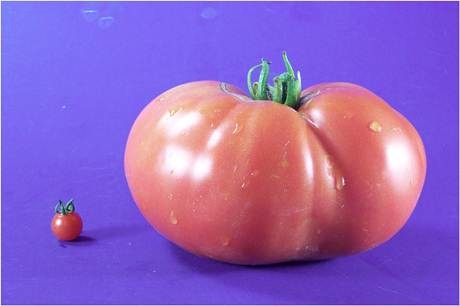 large tomato next to a small tomato