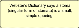 Webster's Dictionary says a stoma (singular form of stomata) is a small, simple opening.