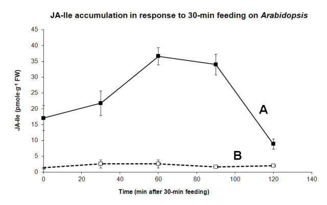 Type A has a higher JA-lle accumulation than B does during a 30-minute feeding on Arabidopsis