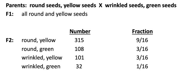 Parents: round seeds, yellow seeds X wrinkled seeds, green seeds; F1:  All round and yellow seeds; F2 table row 1 round, yellow  number 315,  fraction 9/16; Row 2 round, green  Number 108  Fraction 3/16; Row 3 Wrinkled, yellow  Number 101  Fraction 3/16;