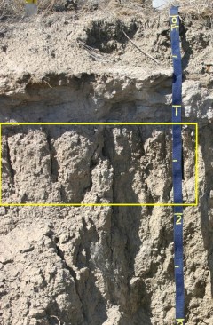 A yellow box outlines a horizon close to the surface of the soil. 