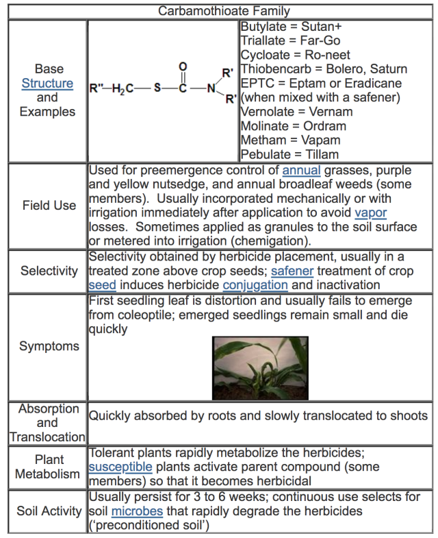 table detailing the base structure and examples of carbamothioates, their field use, selectivity, symptoms, absorption and translocation, plant metabolism, and soil activity